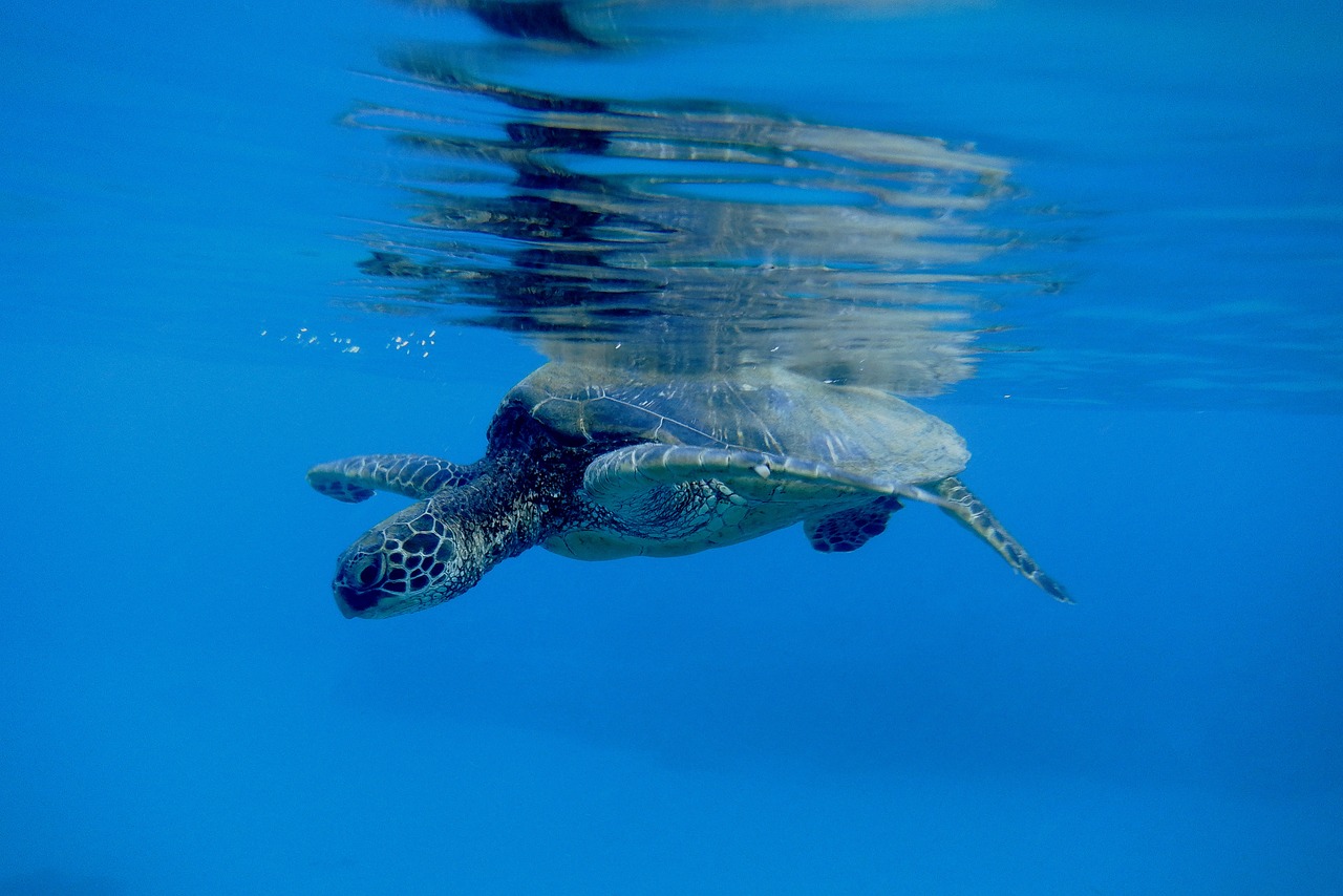 Exploring Bermudas Underwater Treasures 